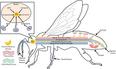 The diverse roles of insulin signaling in insect behavior